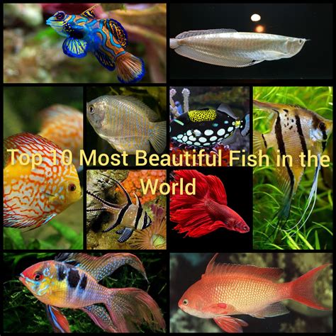 beautiful fish|15 Most Beautiful Fish in the World (You Can Keep In Your .
